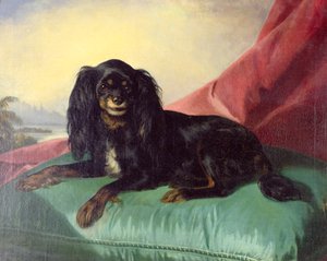 Ein King Charles Spaniel auf einem grünen Kissen